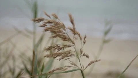 Reed flower Stock Footage 123274120