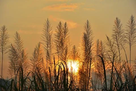 Reed flower with sunset background Stock Photos