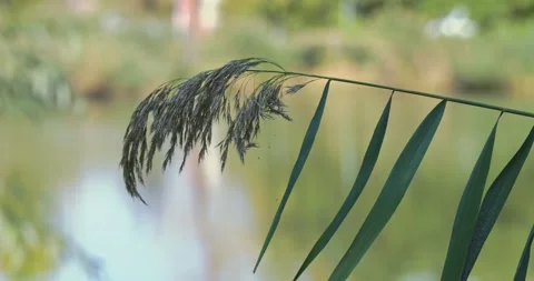 Reed flower in the wind Stock Footage 154254379