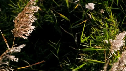 Reed flowers fluttering in the wind Stock Footage 259542224