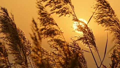 Reed flowers swing in the sunset wind 스톡 동영상 259379150