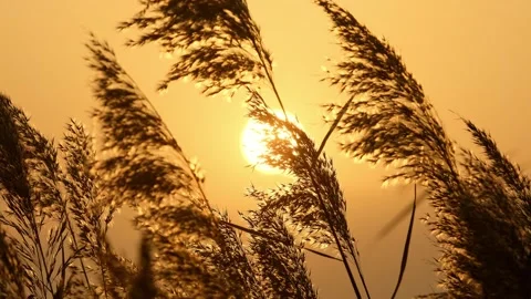 Reed flowers swing in the wind Video stock 259378963