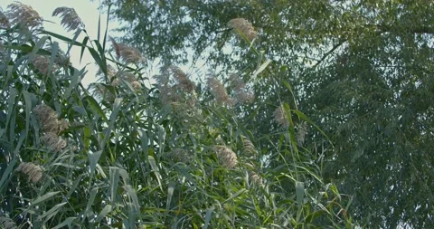 Reed flowers in the wind Stock Footage 154254519