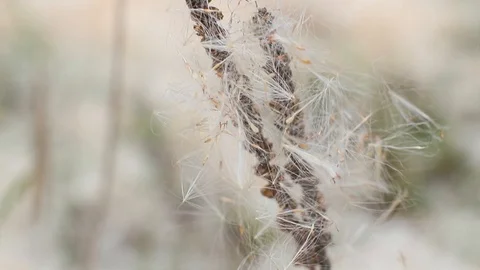 A Reed fluff in the nature Stock Footage 96422366