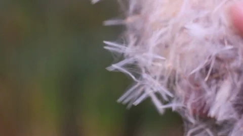A Reed fluff in the nature Stock Footage 96422790