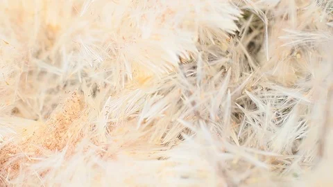 A Reed fluff in the nature Stock Footage 96423503