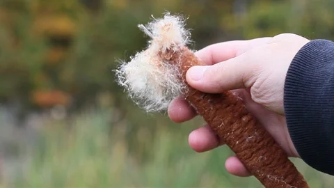 A Reed fluff in the nature Stock Footage 96424685