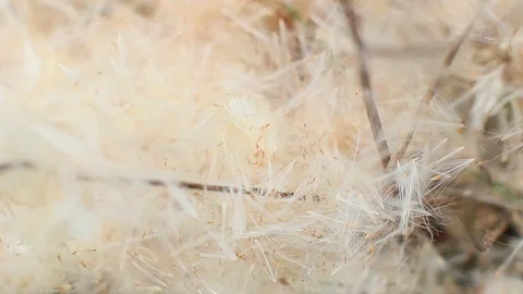 A Reed fluff in the nature Stock Footage 96424696
