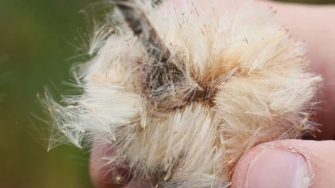 A Reed fluff in the nature Stock Footage 96424760