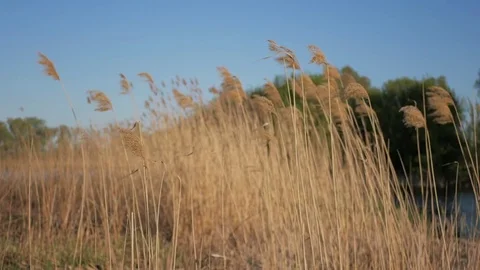 Reed flutters in the wind on background of blue sky and green trees. Stock Footage 75804244