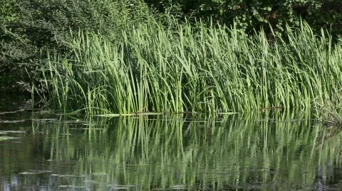 Reed Stock Footage 626768