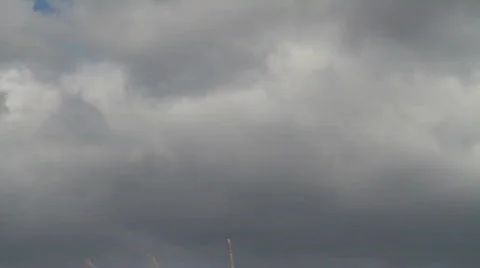 Reed Stock Footage 857625