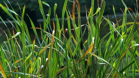 Reed Stock Footage 863814