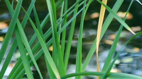 Reed Stock Footage 863854