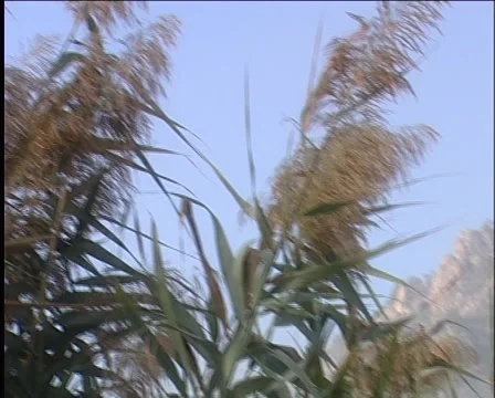 Reed 動画素材 998699