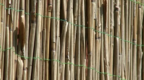 Reed Video stock 8509377