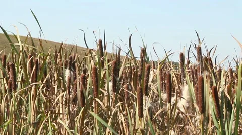 Reed Stock Footage 8578369