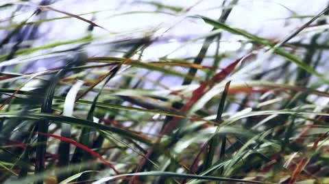 Reed Stock-Footage 9637313