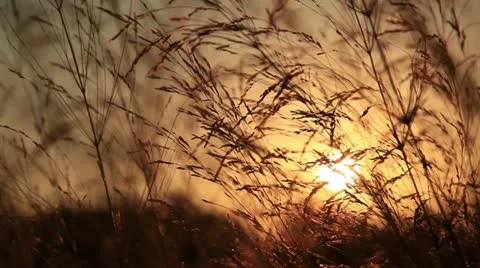 Reed Video stock 12026240