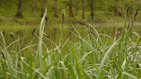 Reed Stockbeeldmateriaal 76623059