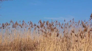 Reed Stock Footage 85694640