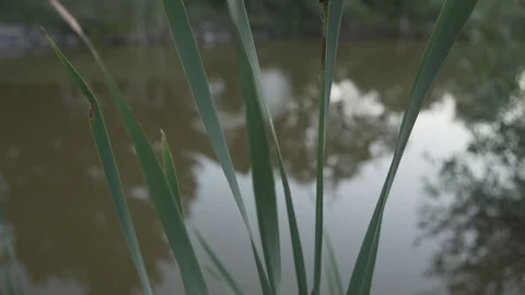 Reed Video stock 93143146