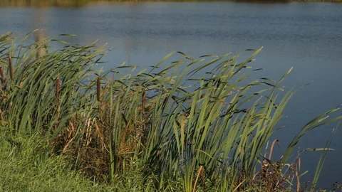 Reed Stock Footage 95418405