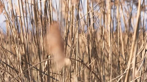 Reed Stock Footage 123081493