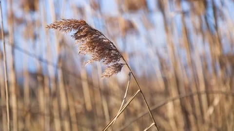 Reed Stock Footage
