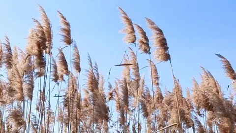 Reed Stock Footage 123082332