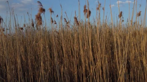 The reed Stock Footage 258486221