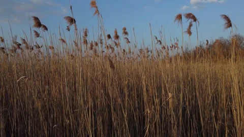 The reed Stock Footage 258486726