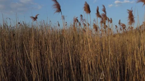 The reed Stock Footage 258486765