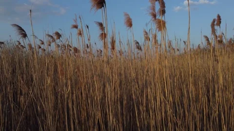 The reed Stock Footage 258486773