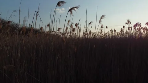 The reed Stock Footage 258486787