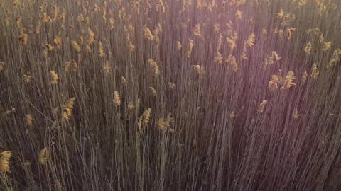 The reed Stock Footage 258486804