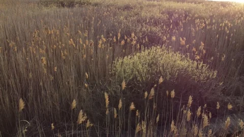 The reed Stock Footage 258487221