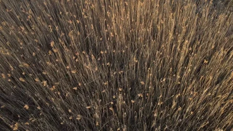 The reed Stock Footage 258847887
