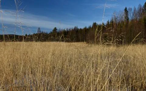 Reed in foreground and a forest in background Stock Photos