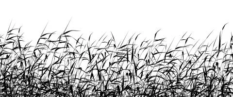 Reed foreground Stock Illustration