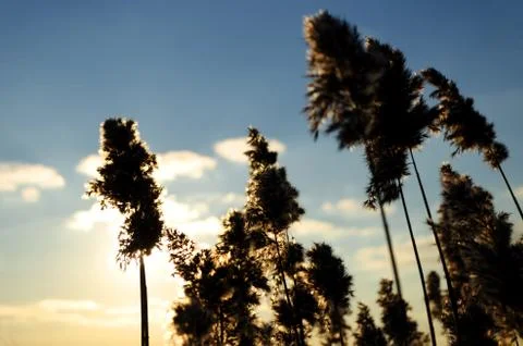 Reed forest Stock Photos