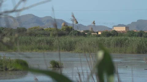 Reed-Framed Wetland View With Mountain Backdrop, Maristany, Mallorca Stock Footage 340589593
