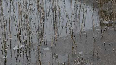 Reed on Freezing Lake Stock Footage 123229568