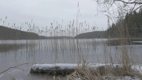 Reed on Freezing Lake Stock Footage 123232955