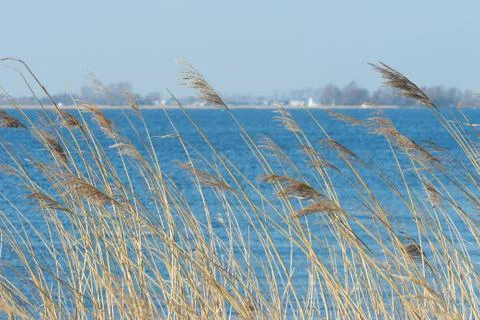 Reed in front of lake Stock Photos