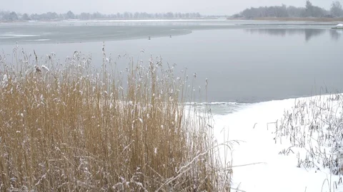 Reed in front of a lake in the winter Stock Footage 86858338