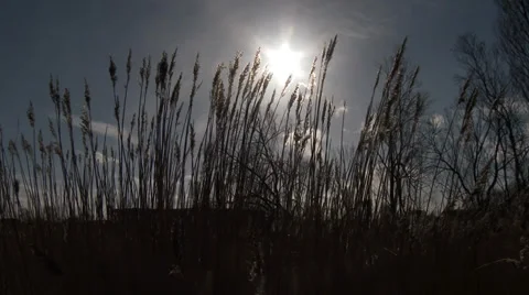 Reed in front of sun, silhouette Stock Footage 34790711