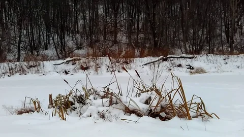 Reed on a frozen river 스톡 동영상 85397869