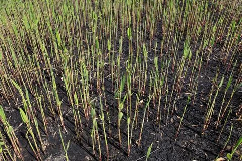 Reed germinates in the wild Stock Photos