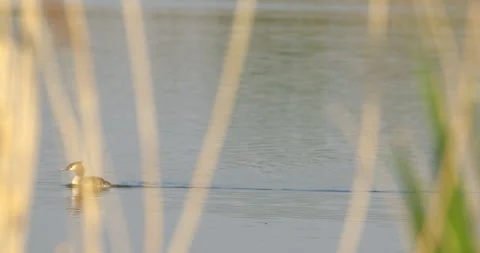 Reed-Glimpsed Elegance: Great Crested Grebe Amidst Nature's Veil Stock Footage 255686932